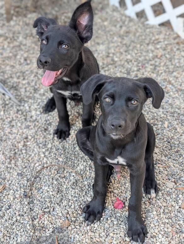 Maurice, Adopted, Puppy Male Black Labrador Retriever & Dutch Shepherd.