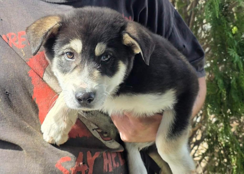 Bolt, Adoptable, Puppy Male Mixed Breed.