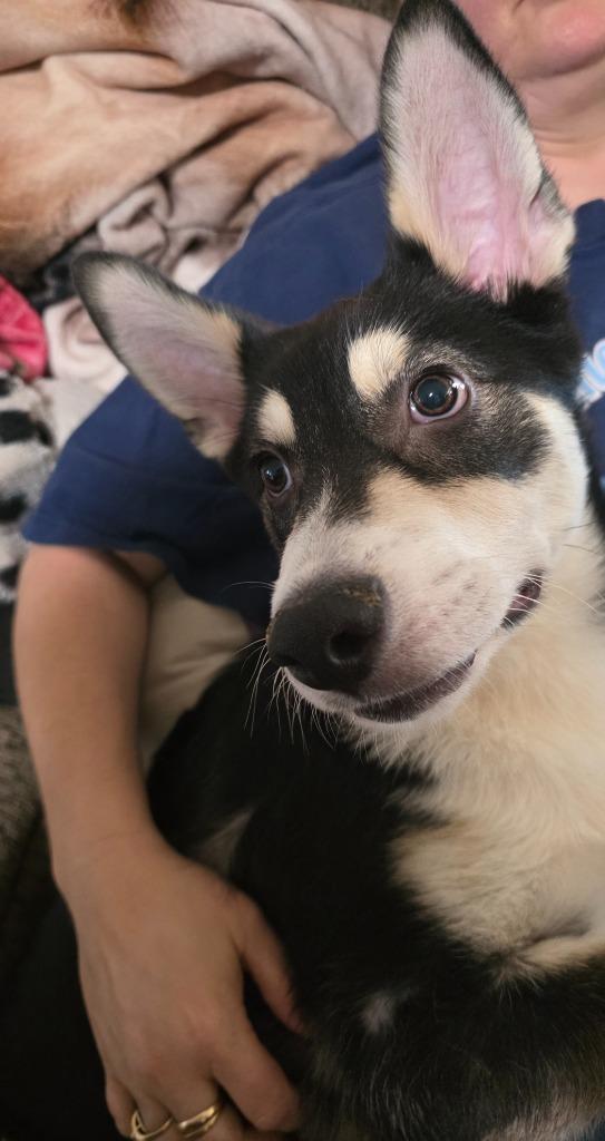 Enlarge Bolt, a Adoptable mixed breed in Fort Stockton, TX image 2/2