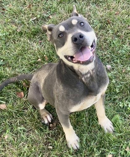 Draco, ADOPTABLE, Adult Male Pit Bull Terrier.