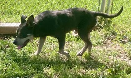 Draco, a ADOPTABLE Pit Bull Terrier in Glasgow, KY image 2/2