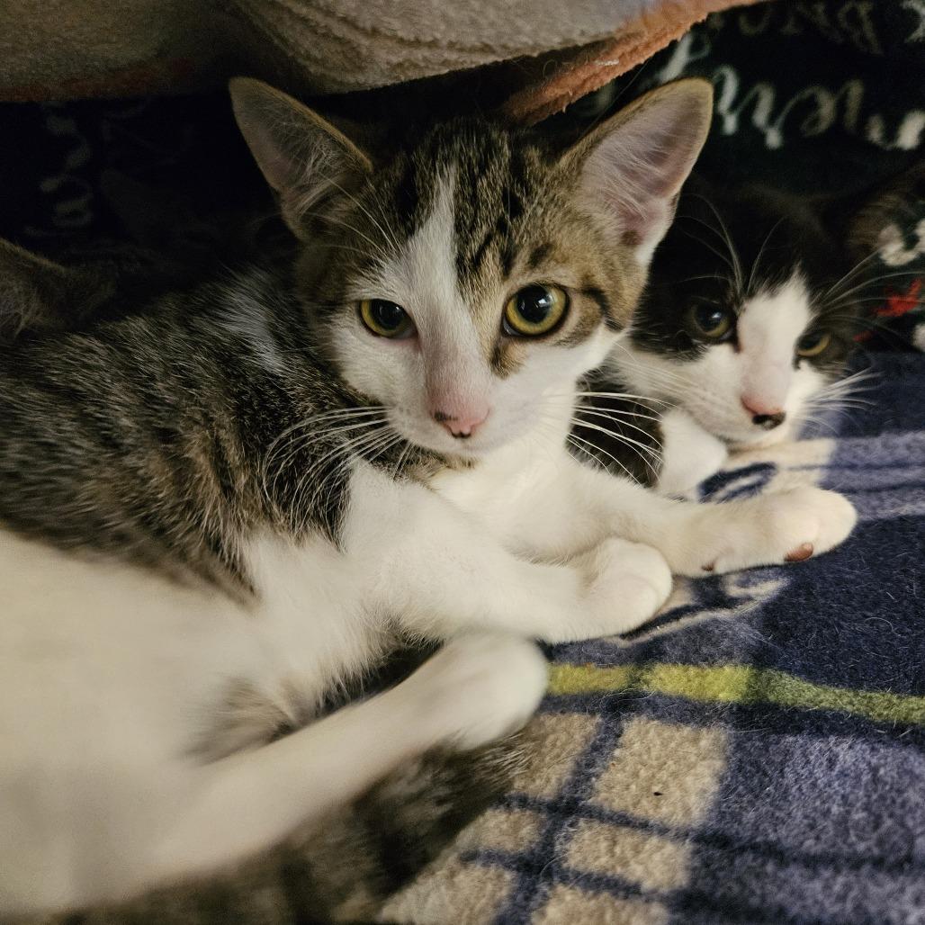 Enlarge Timmy, a Adoptable Domestic Short Hair in Port Townsend, WA image 1/1