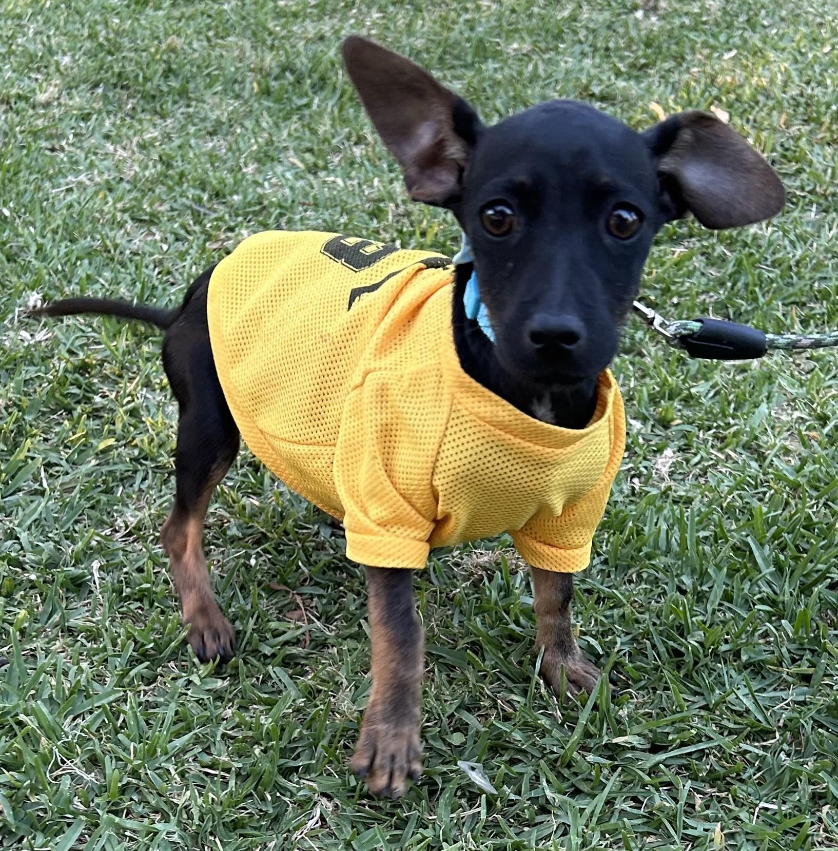 Enlarge MILLIE, an adopted mixed breed in Bell Gardens, CA image 5/6