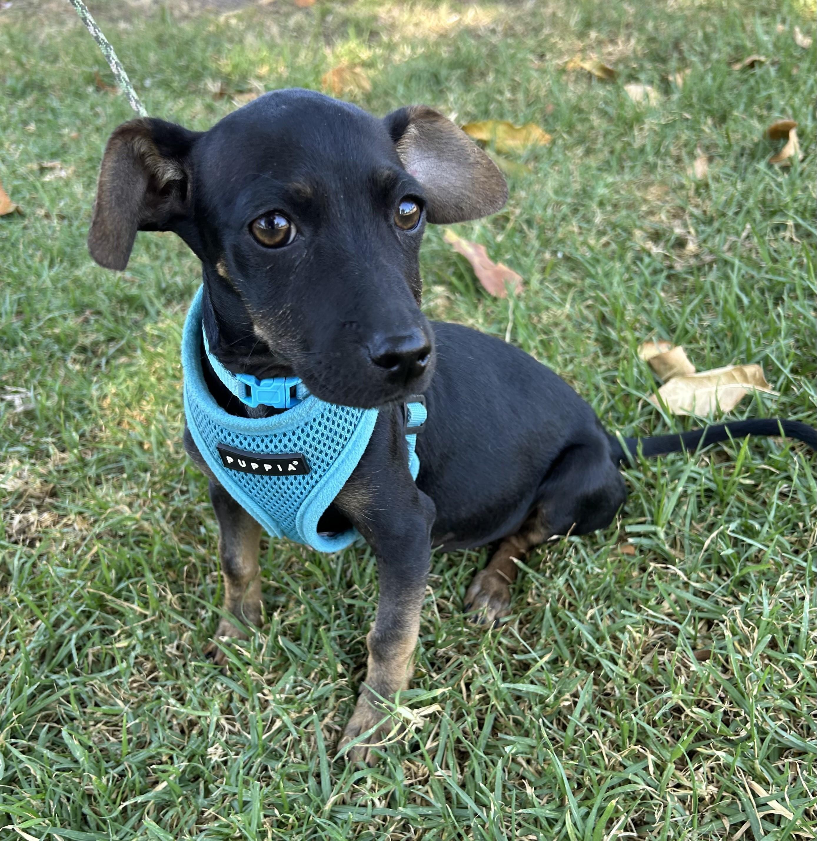 Enlarge MILLIE, an adopted mixed breed in Bell Gardens, CA image 2/6