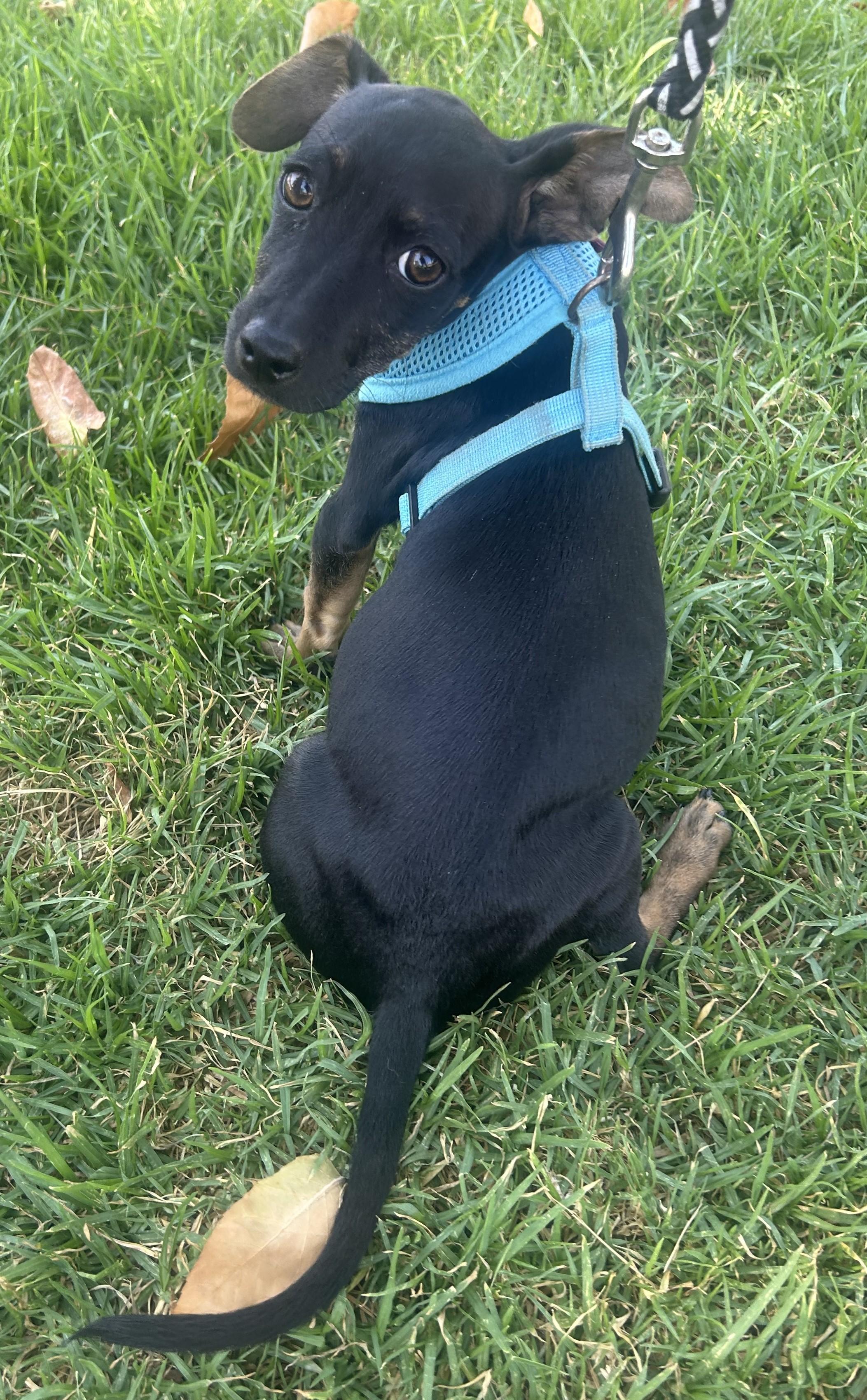 Enlarge MILLIE, an adopted mixed breed in Bell Gardens, CA image 1/6