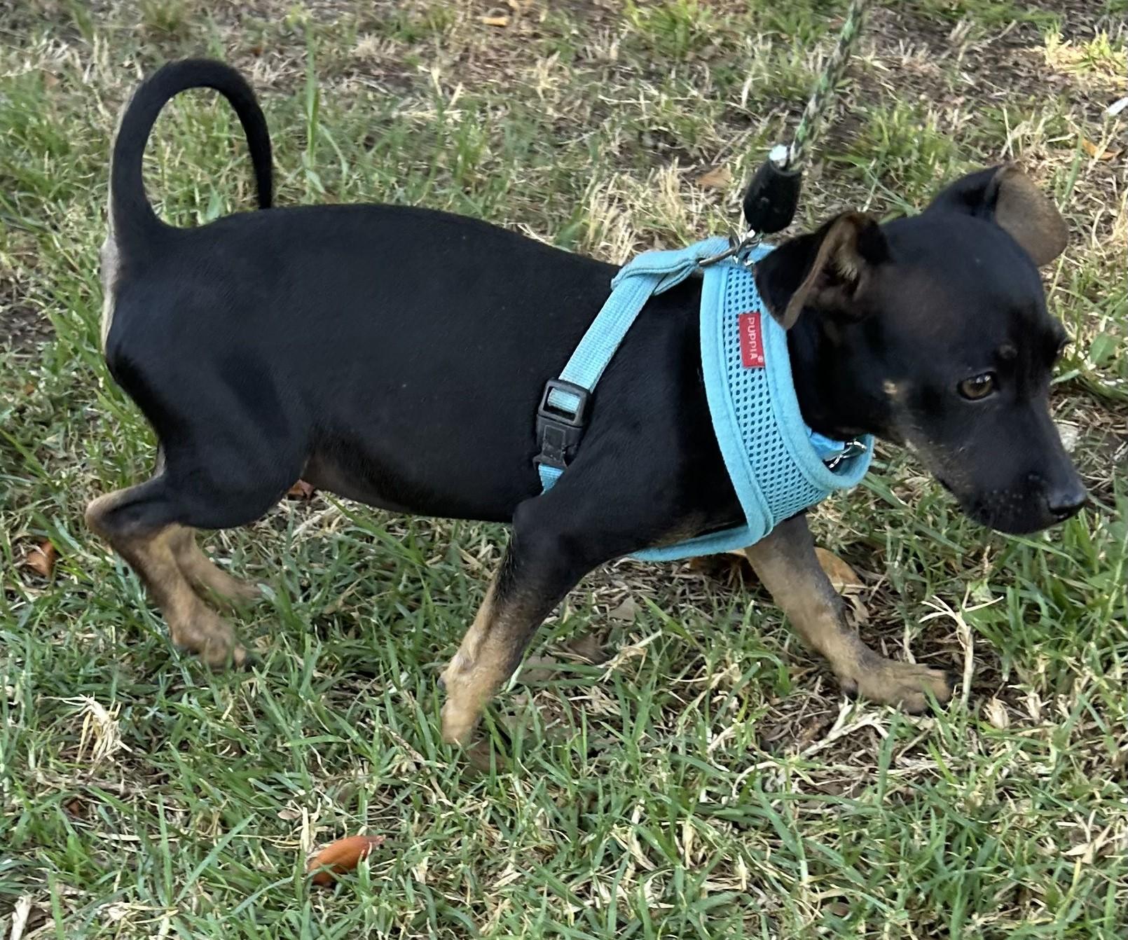 Enlarge MILLIE, an adopted mixed breed in Bell Gardens, CA image 4/6