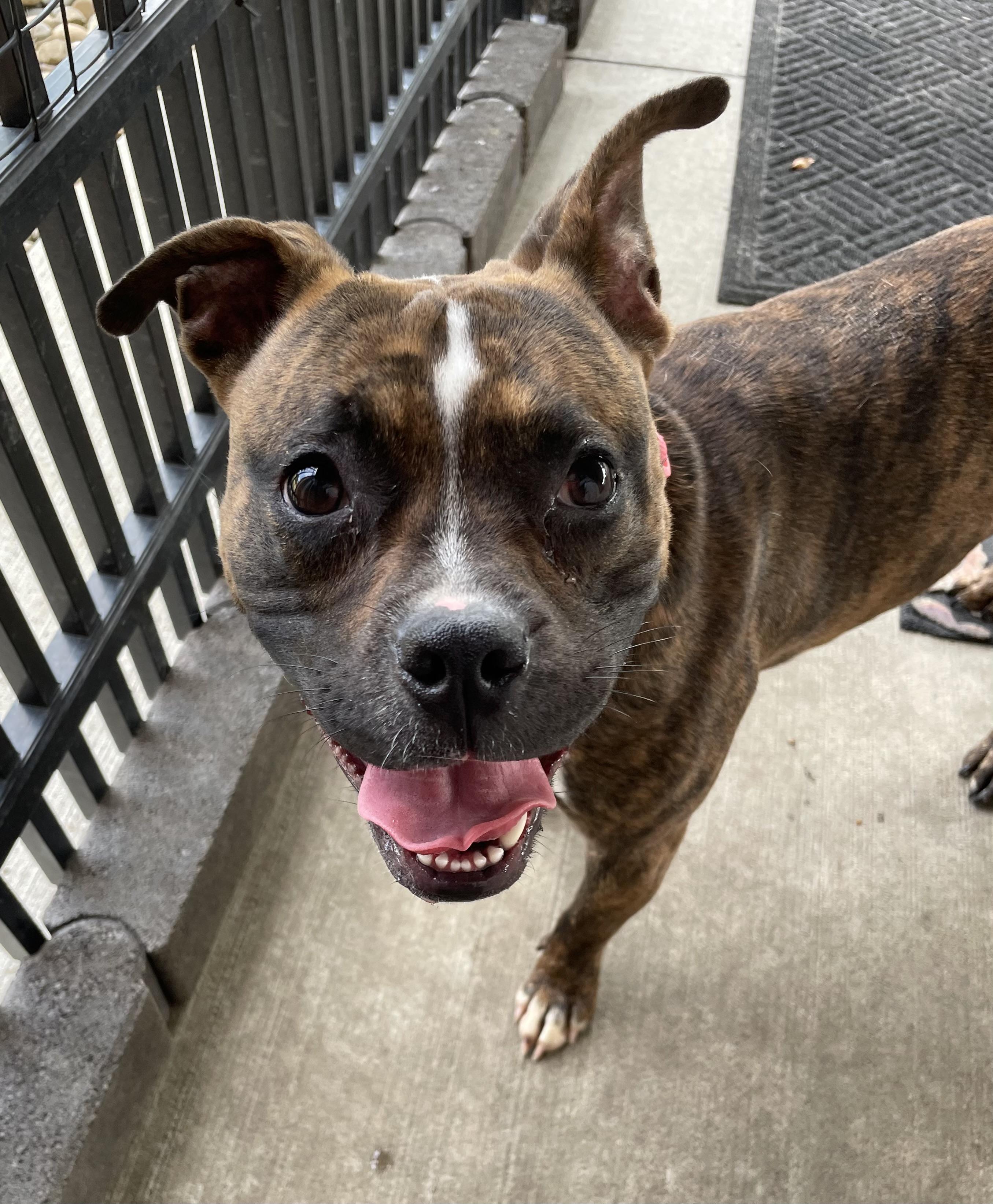 Enlarge Kona AVAILABLE, an adoptable mixed breed in Canton, OH image 2/6