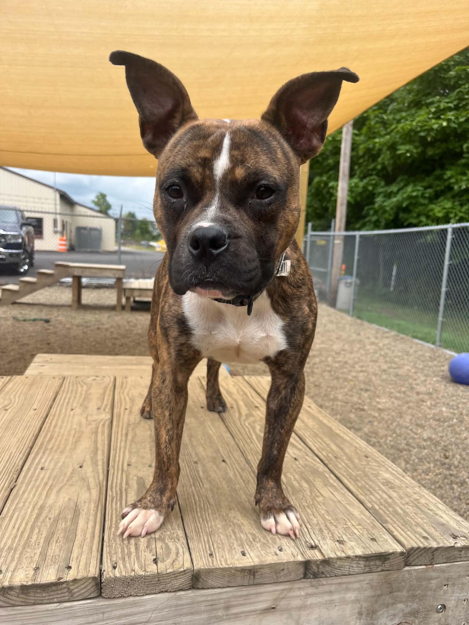 Kona AVAILABLE, adoptable, Young Female American Staffordshire Terrier & Boston Terrier.