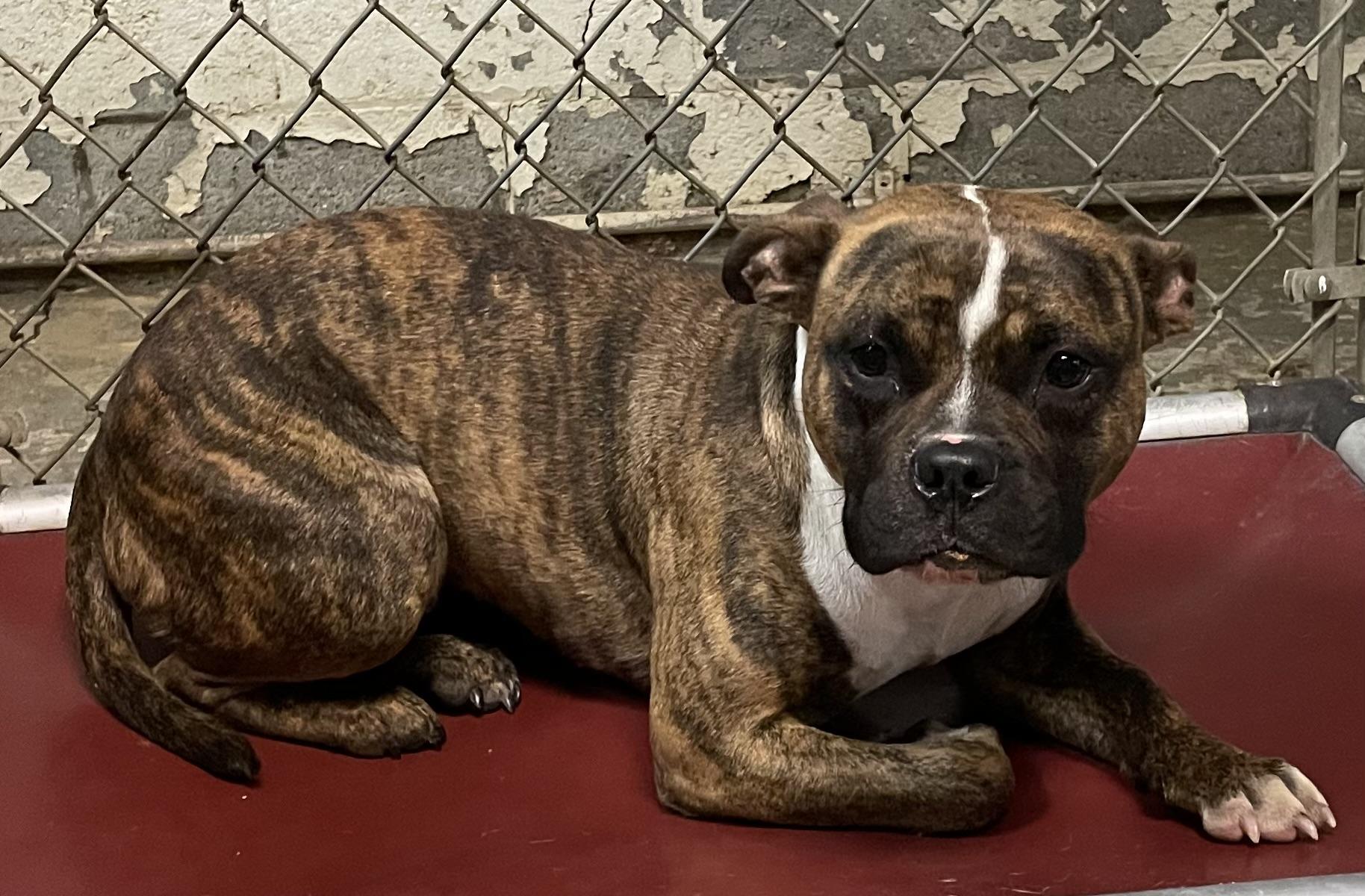 Enlarge Kona AVAILABLE, an adoptable mixed breed in Canton, OH image 6/6