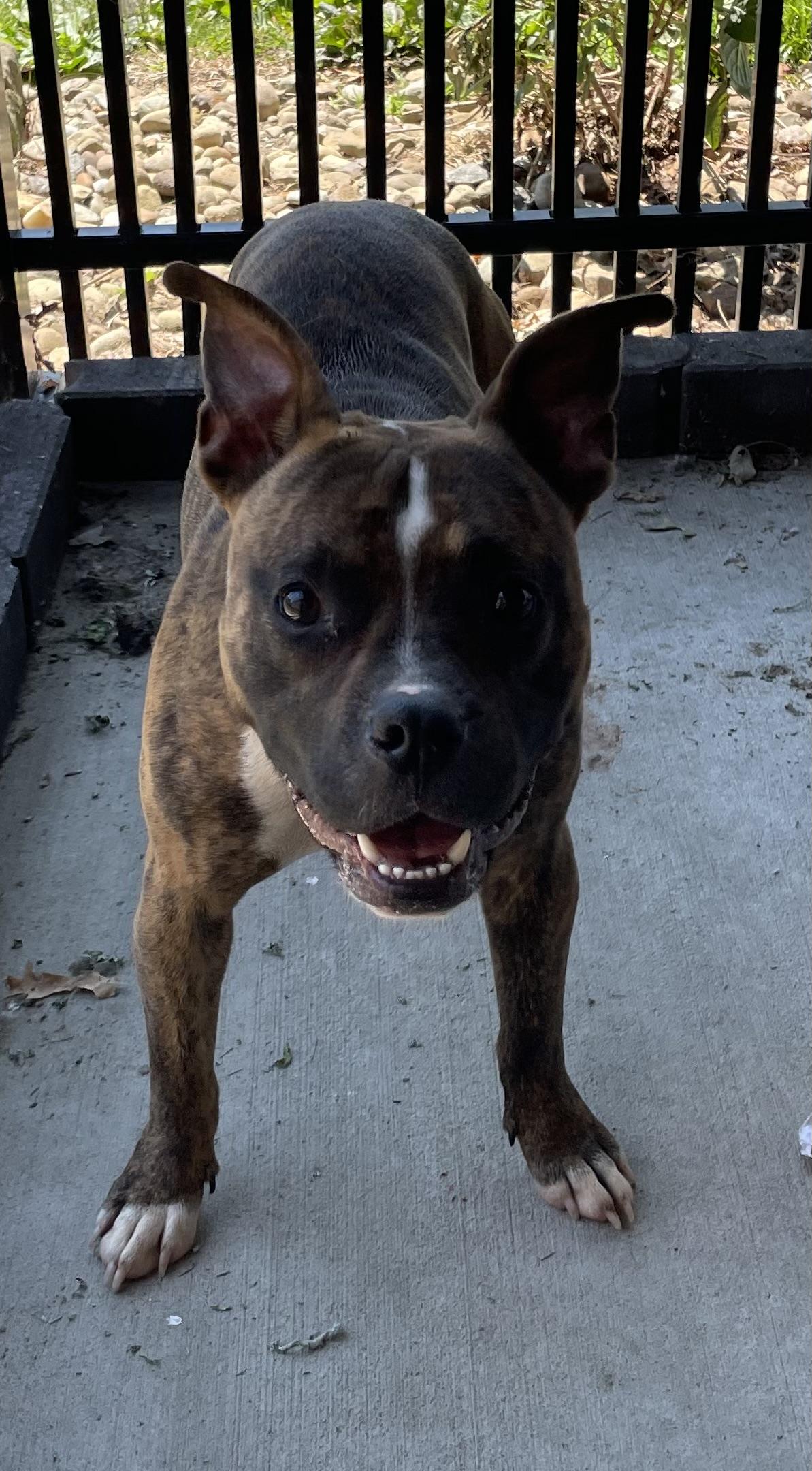 Enlarge Kona AVAILABLE, an adoptable mixed breed in Canton, OH image 5/6