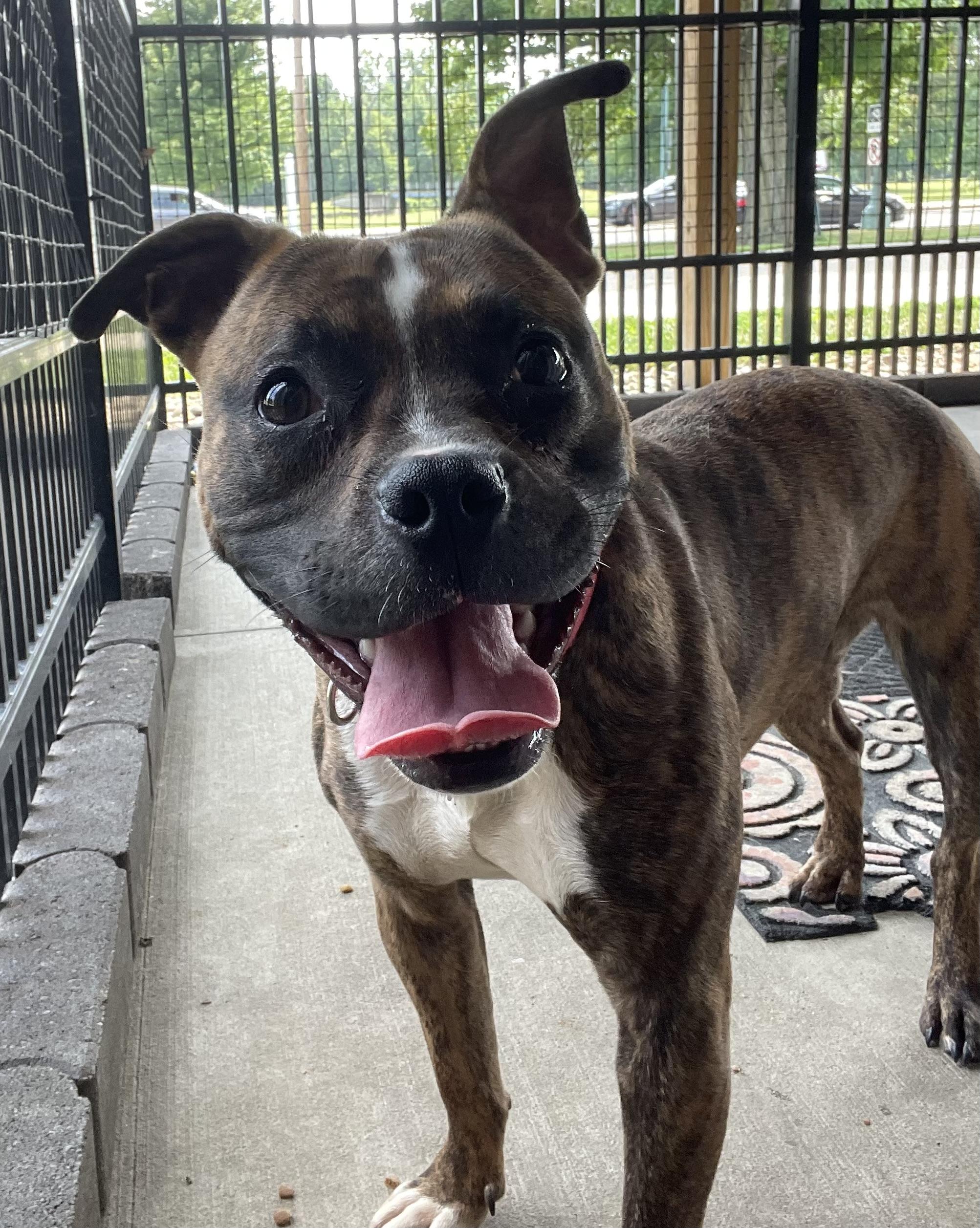 Enlarge Kona AVAILABLE, an adoptable mixed breed in Canton, OH image 3/6