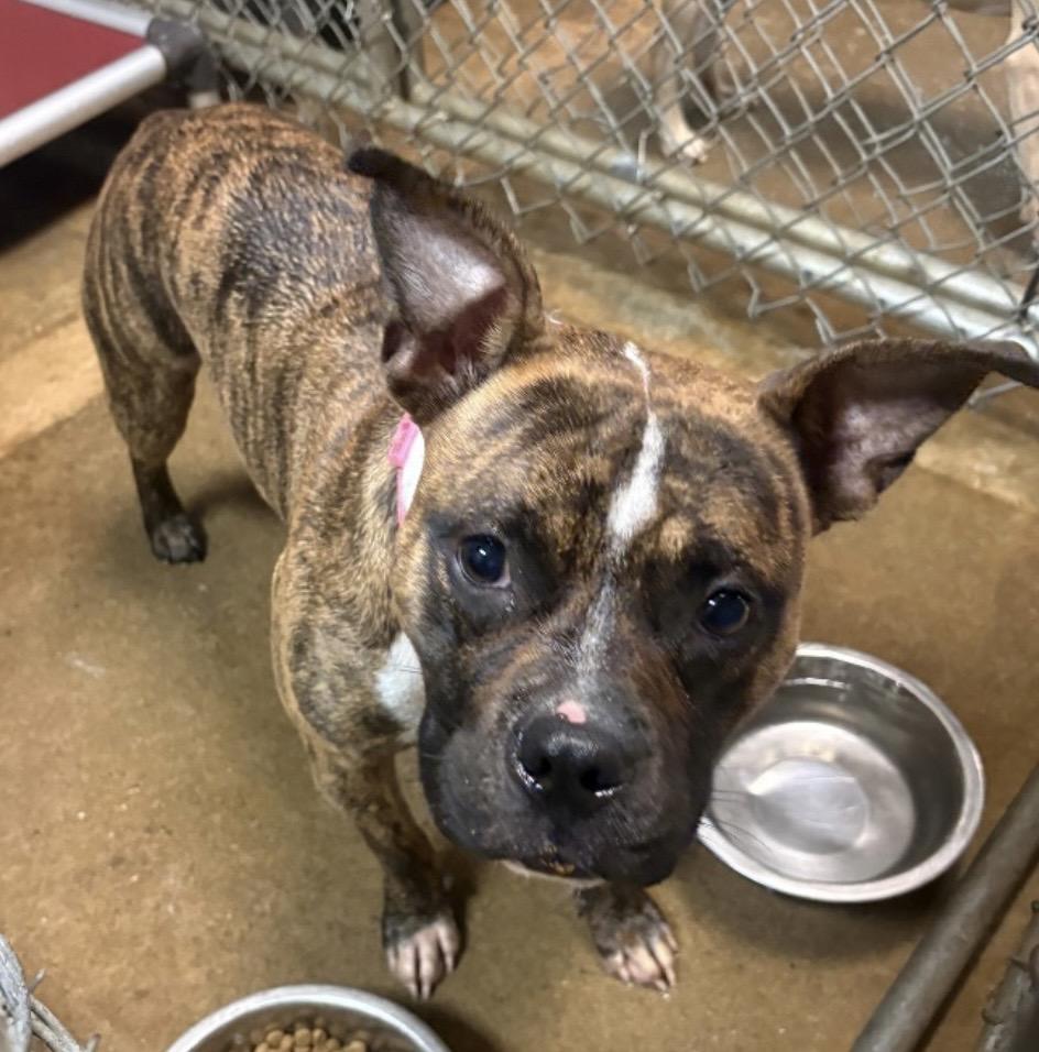 Enlarge Kona AVAILABLE, an adoptable mixed breed in Canton, OH image 4/6