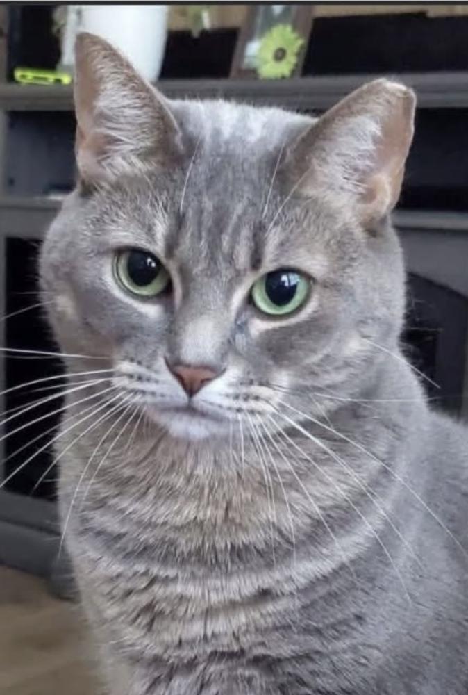 Enlarge Freedeau, a Adoptable Domestic Short Hair in Covington, LA image 1/1