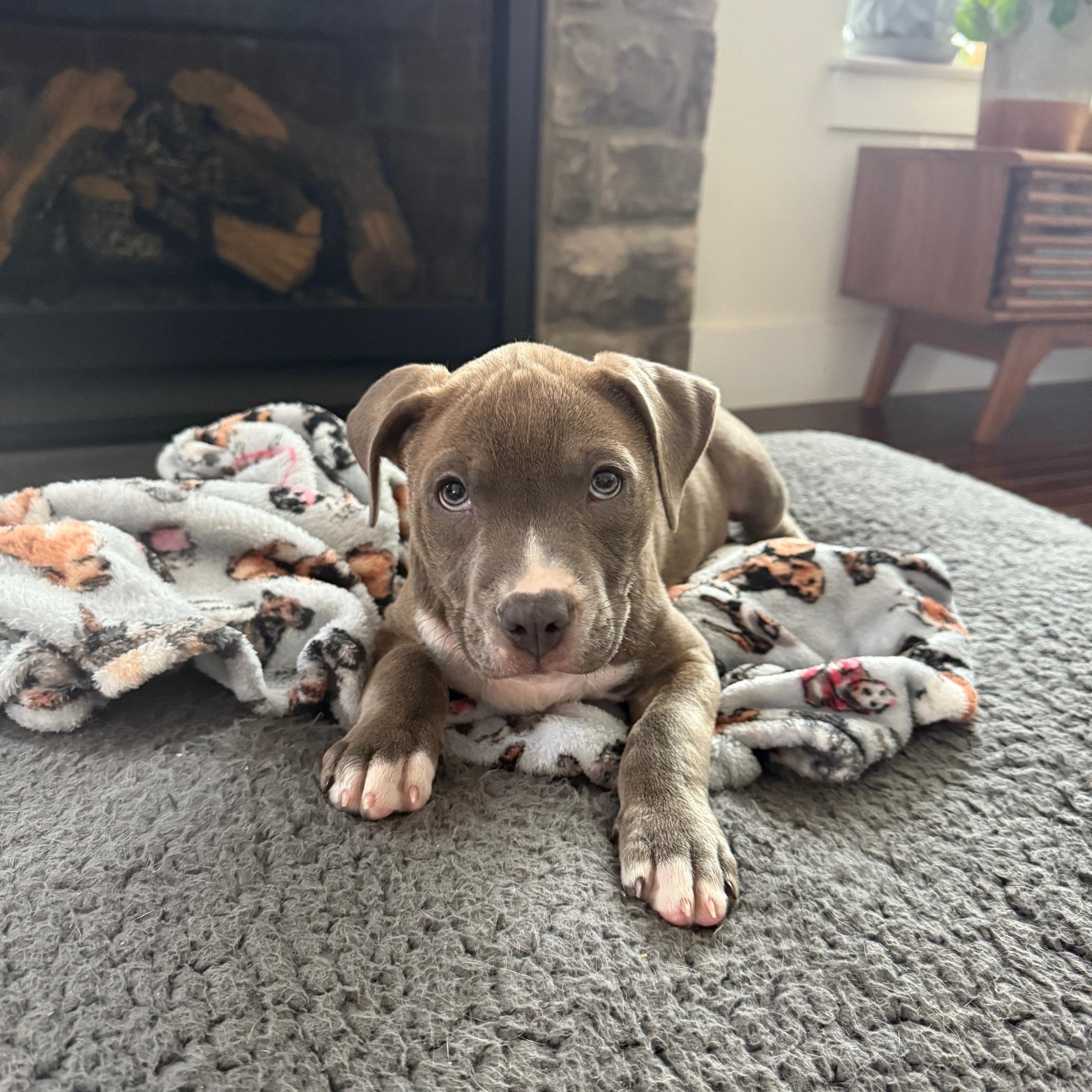 Enlarge Arby, a ADOPTABLE mixed breed in Bethlehem, PA image 1/2