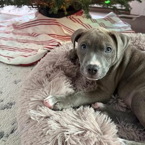Enlarge Arby, a ADOPTABLE mixed breed in Bethlehem, PA image 2/2