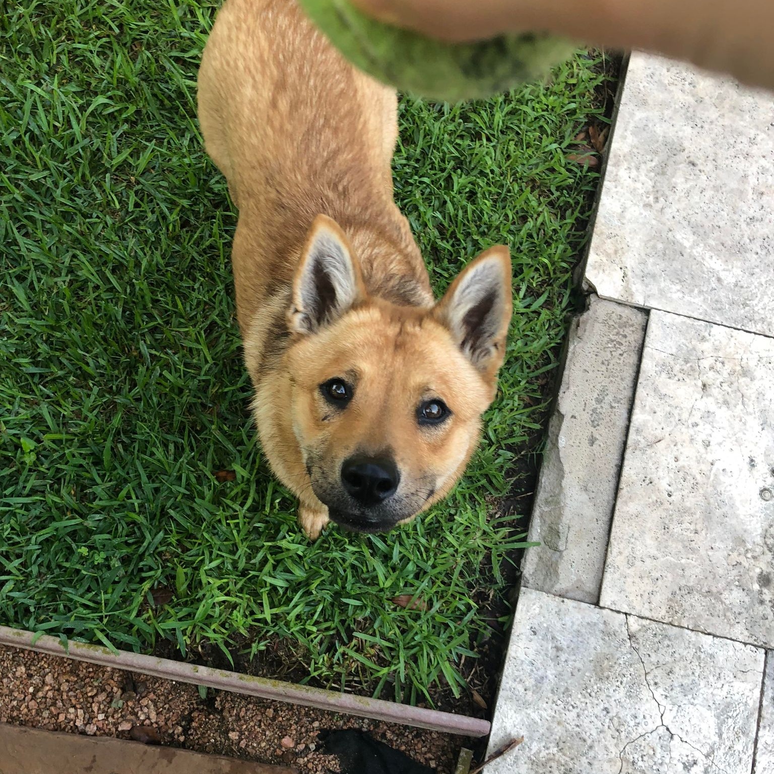 Dog for adoption Chowder, a Chow Chow & German Shepherd Dog Mix in