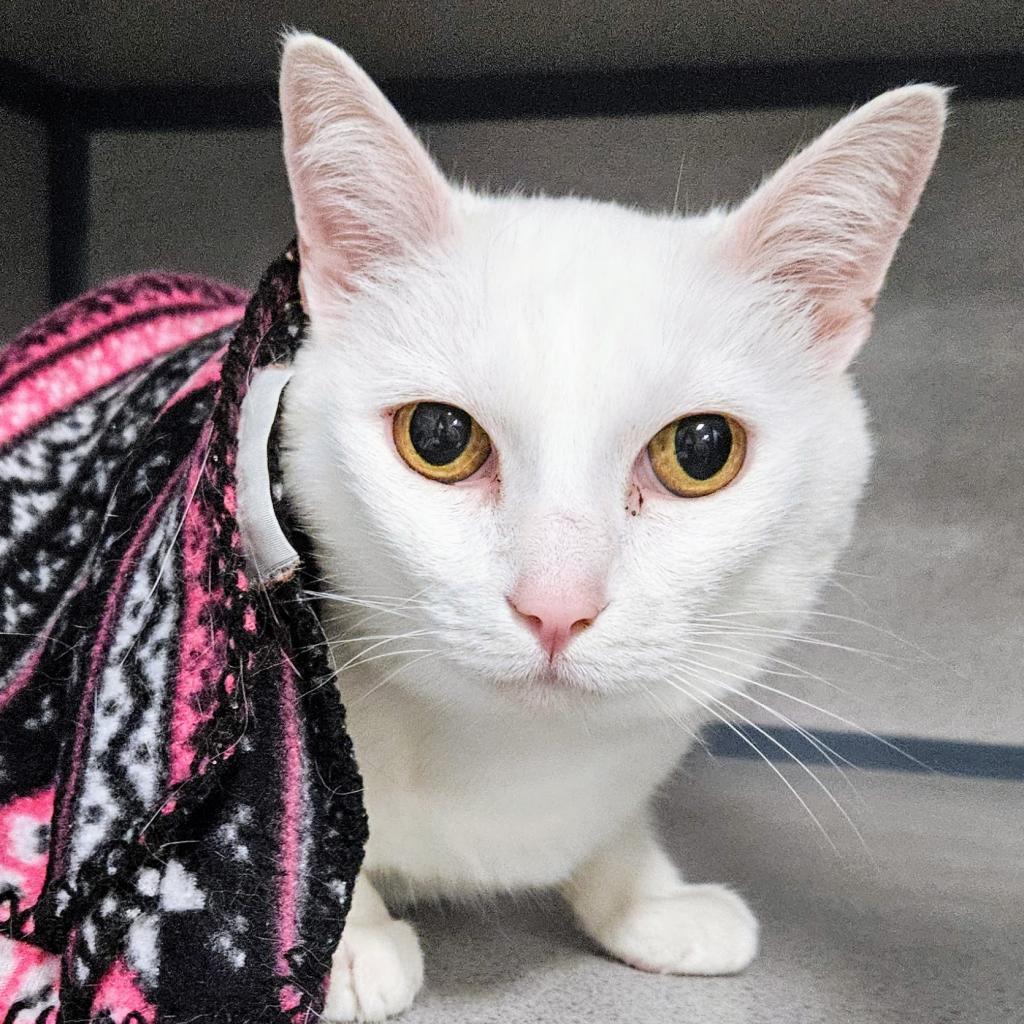 Enlarge Waldo, a Adoptable Domestic Short Hair in Sheridan, WY image 1/1