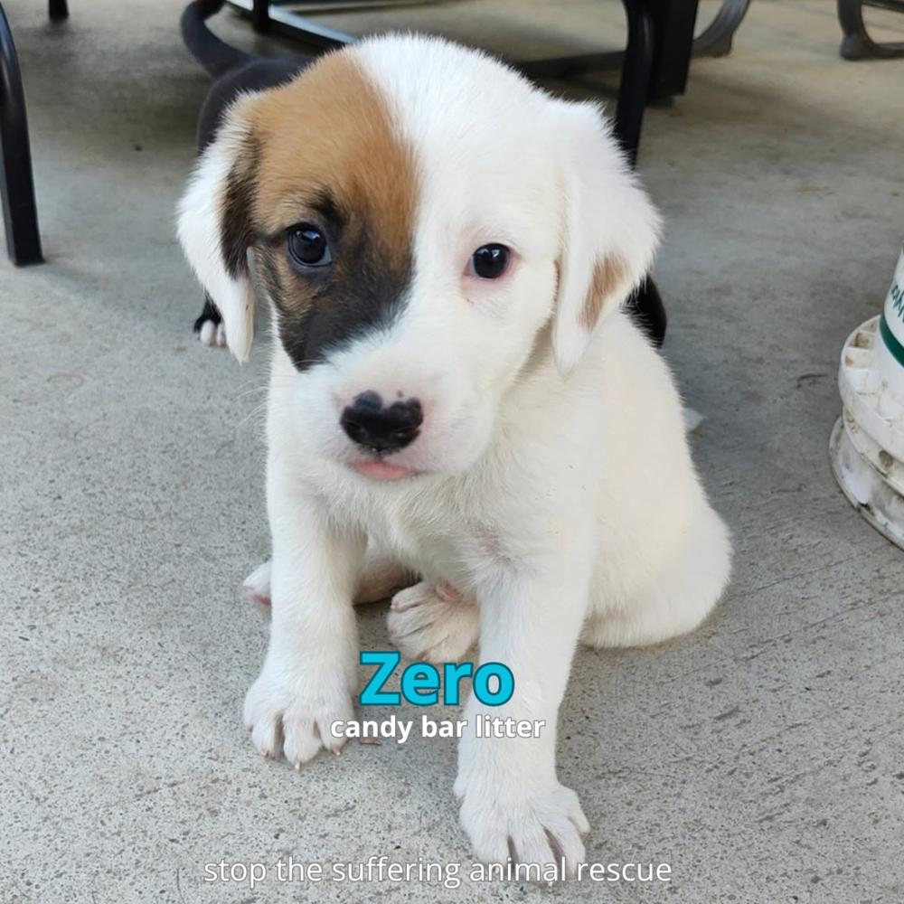 Enlarge Zero, a Adoptable mixed breed in Columbus, OH image 2/5
