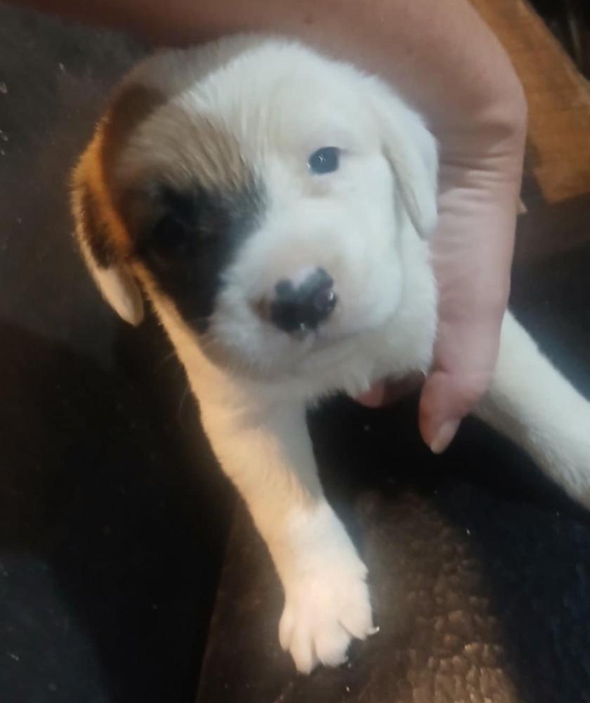 Enlarge Zero, a Adoptable mixed breed in Columbus, OH image 3/5