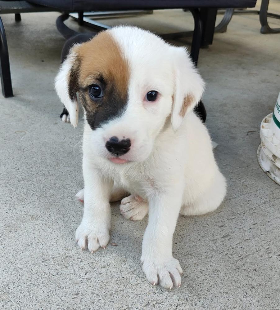 Enlarge Zero, a Adoptable mixed breed in Columbus, OH image 4/5