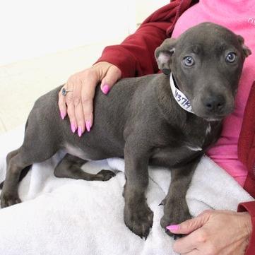 Cynthia, Adoptable, Puppy Female Terrier.