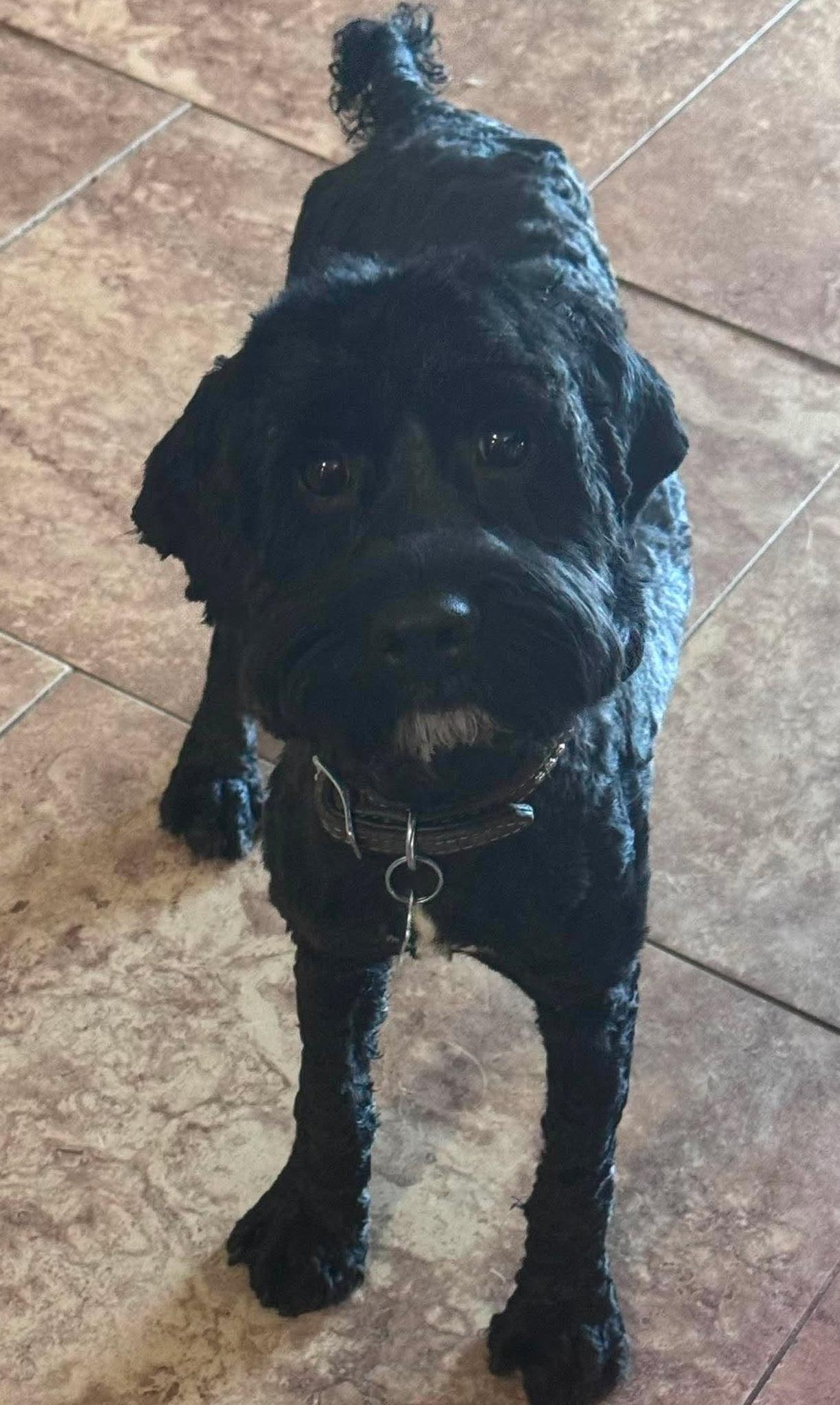 Nimbus, ADOPTABLE, Adult Male Miniature Poodle & Cocker Spaniel.