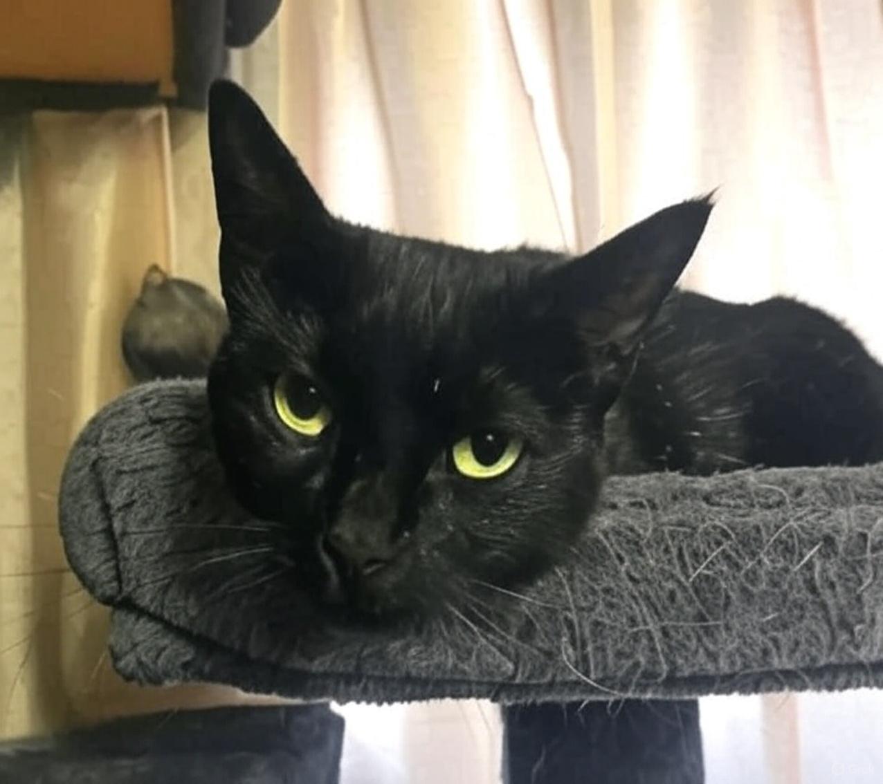 Heidy Noir - Available for adoption nationwide, a Adoptable mixed breed in Burien, WA image 3/5