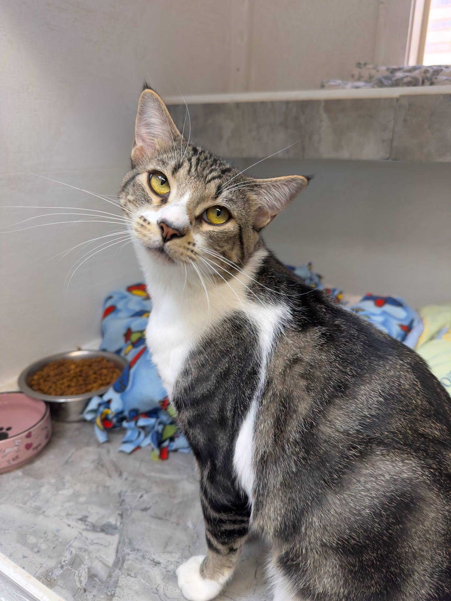 Domino, Adoptable, Young Male Domestic Short Hair.