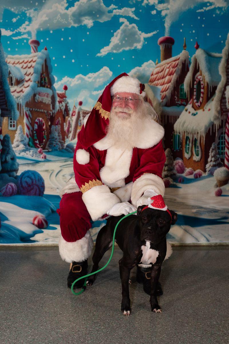 Enlarge Stella, a Adoptable Staffordshire Bull Terrier in Rancho Santa Margarita, CA image 3/5