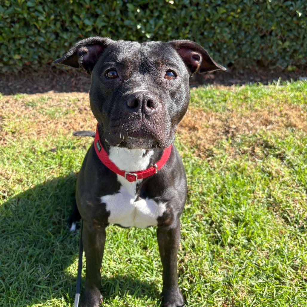 Enlarge Stella, a Adoptable Staffordshire Bull Terrier in Rancho Santa Margarita, CA image 1/1