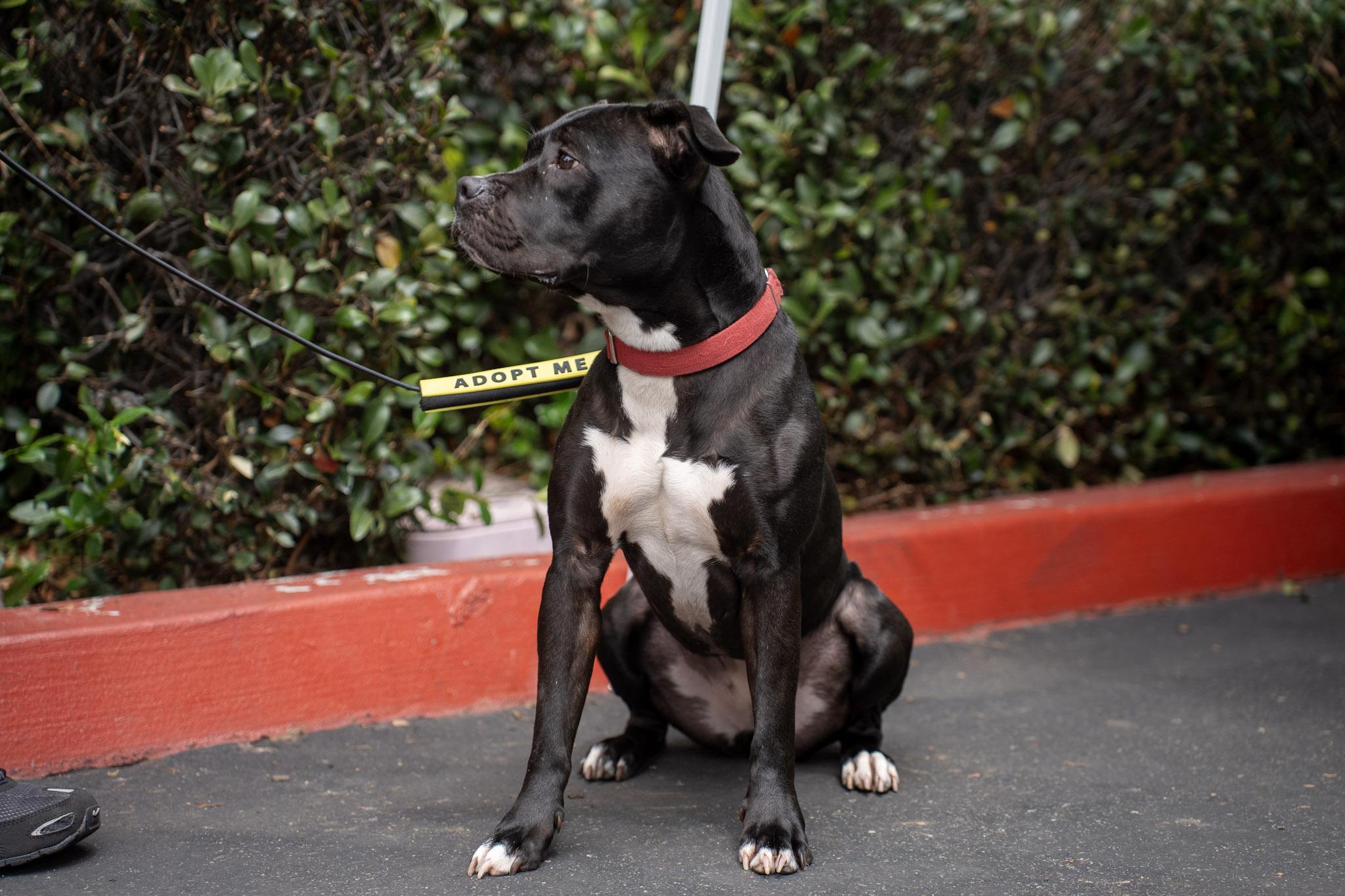 Enlarge Stella, a Adoptable Staffordshire Bull Terrier in Rancho Santa Margarita, CA image 6/6