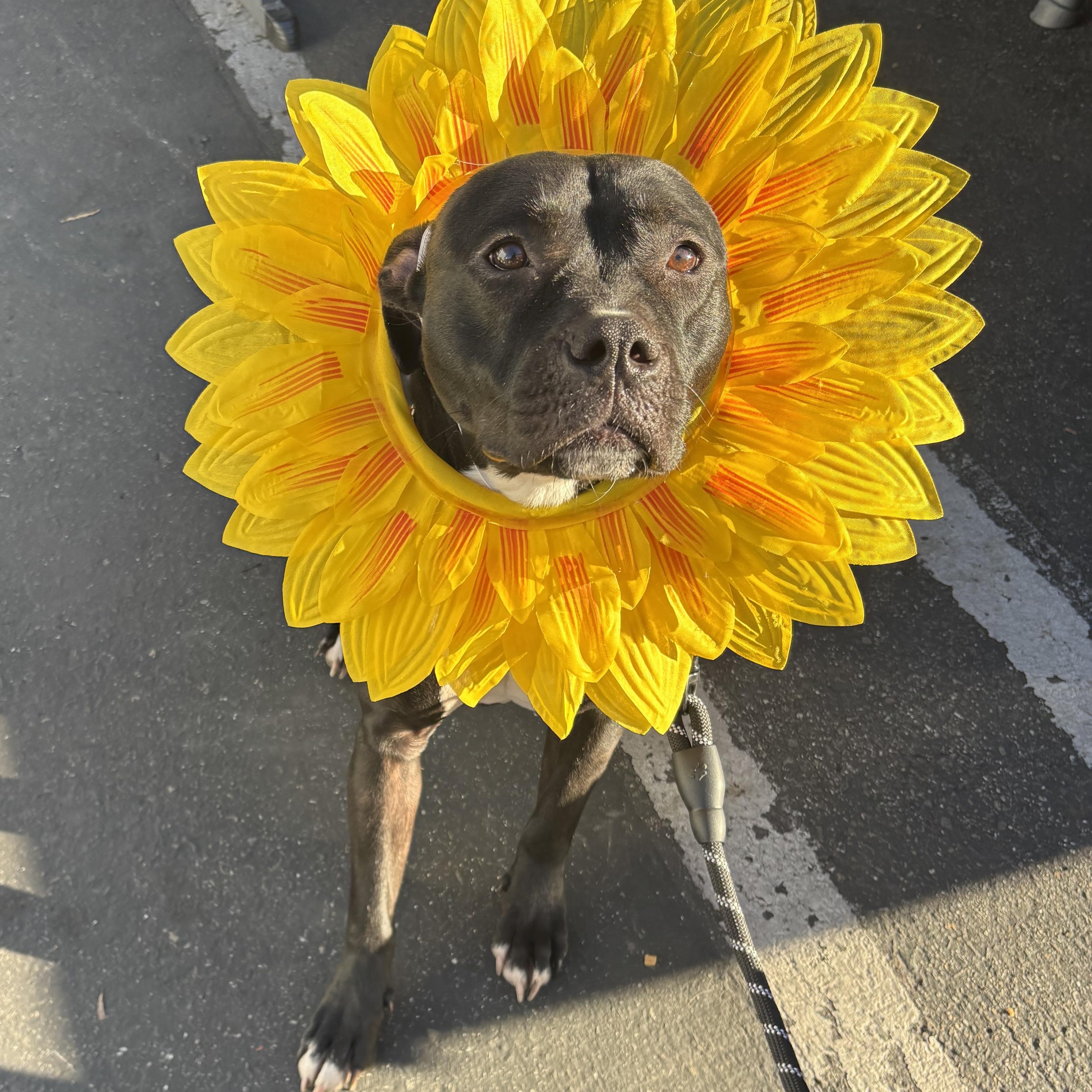 Stella, Adoptable, Adult Female Staffordshire Bull Terrier.