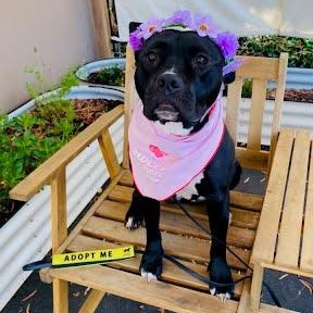 Stella, a Adoptable Staffordshire Bull Terrier in Rancho Santa Margarita, CA image 1/6