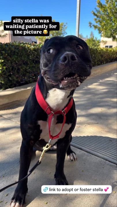 Enlarge Stella, a Adoptable Staffordshire Bull Terrier in Rancho Santa Margarita, CA video 5/5