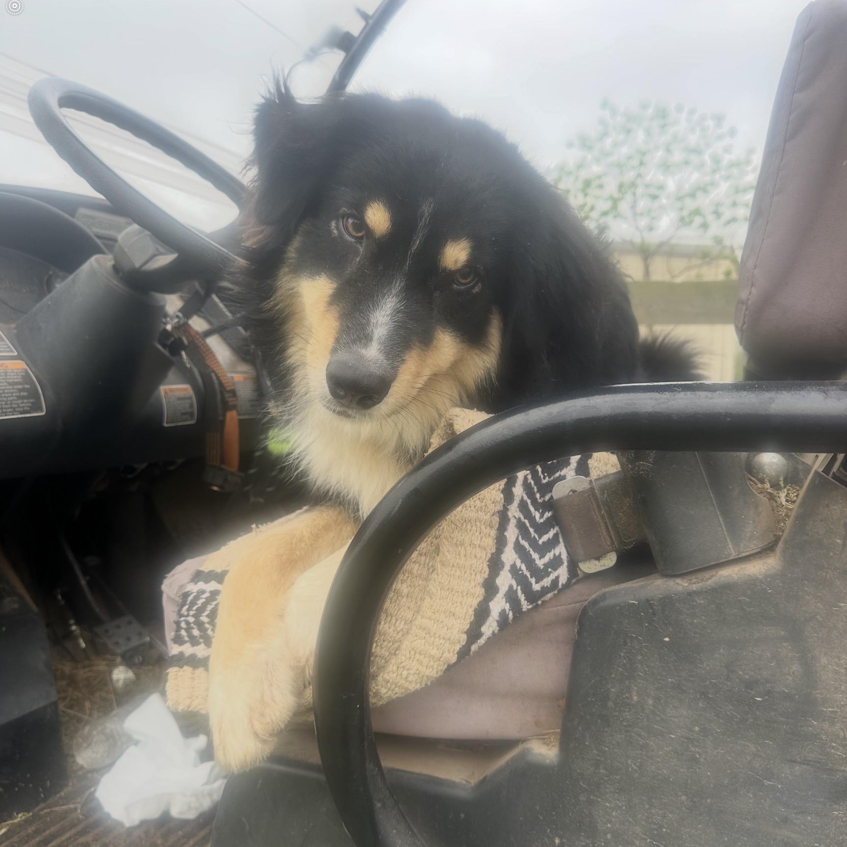 Enlarge Manny, an adopted Australian Shepherd in League City , TX image 5/5