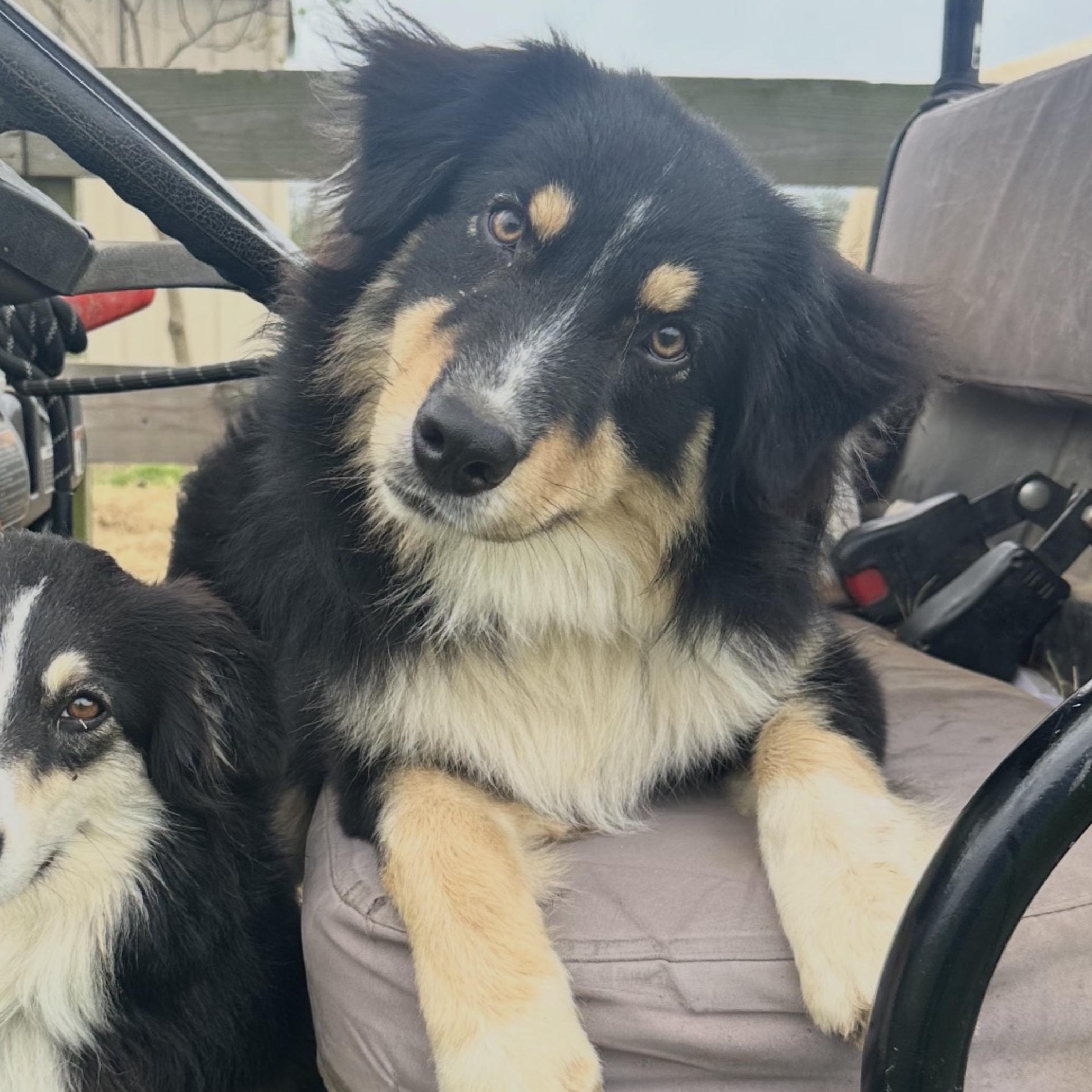 Enlarge Manny, an adopted Australian Shepherd in League City , TX image 1/5