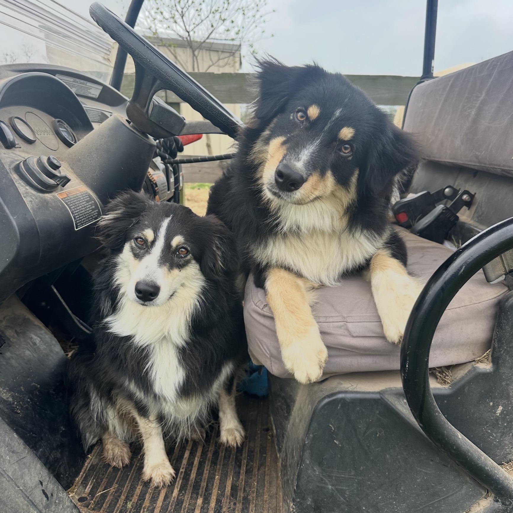 Enlarge Manny, an adopted Australian Shepherd in League City , TX image 2/5