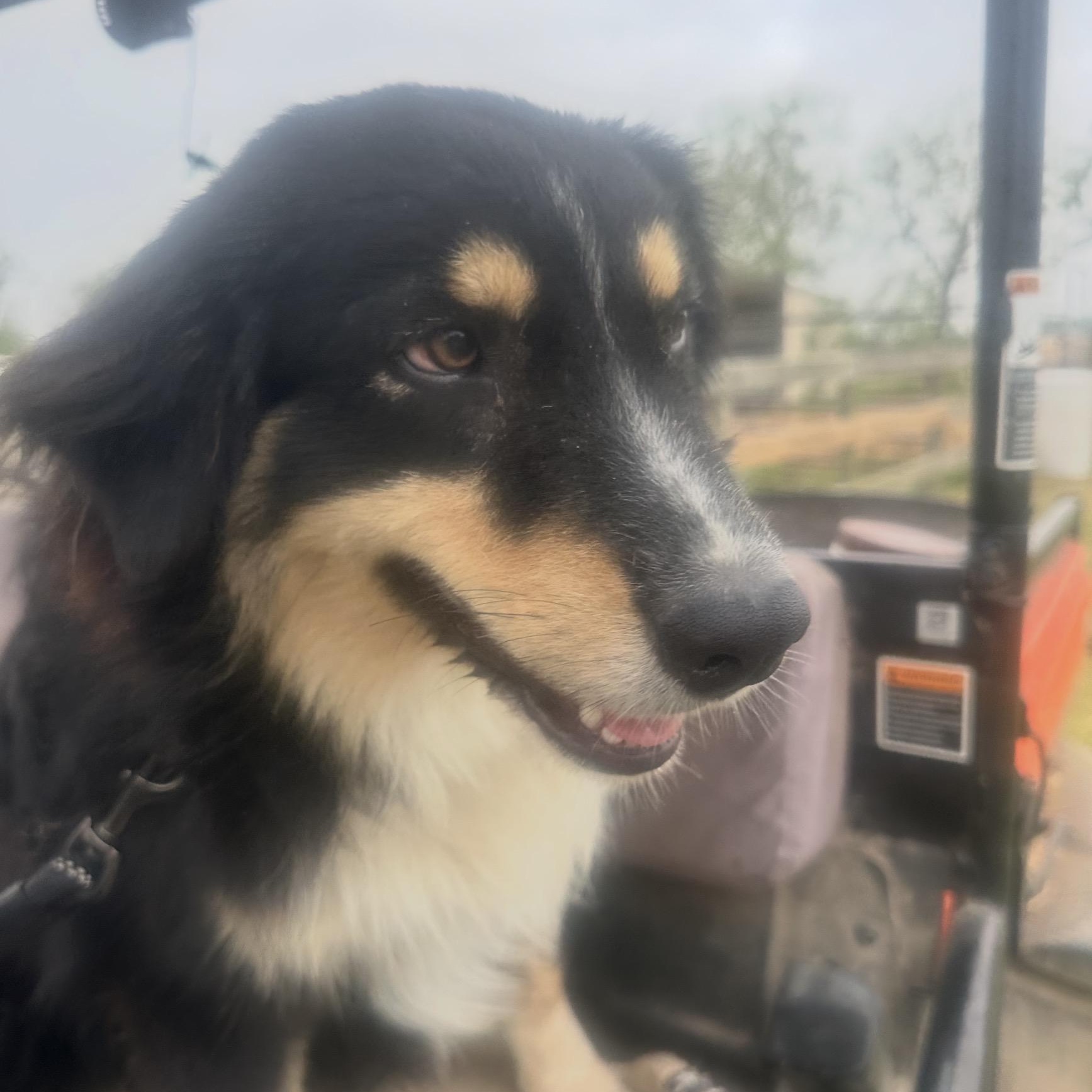 Enlarge Manny, an adopted Australian Shepherd in League City , TX image 3/5