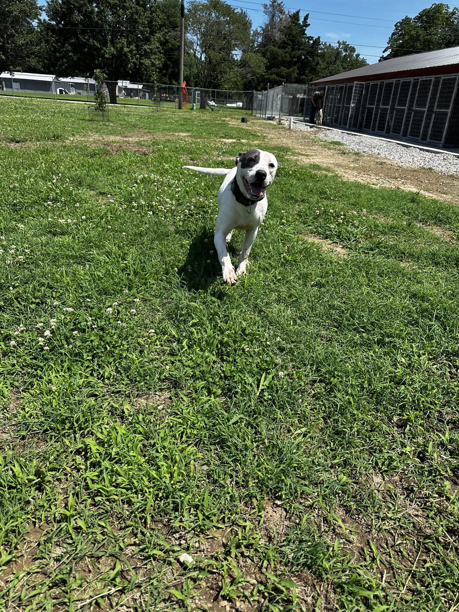 Rye, Adoptable, Adult Male Pit Bull Terrier.
