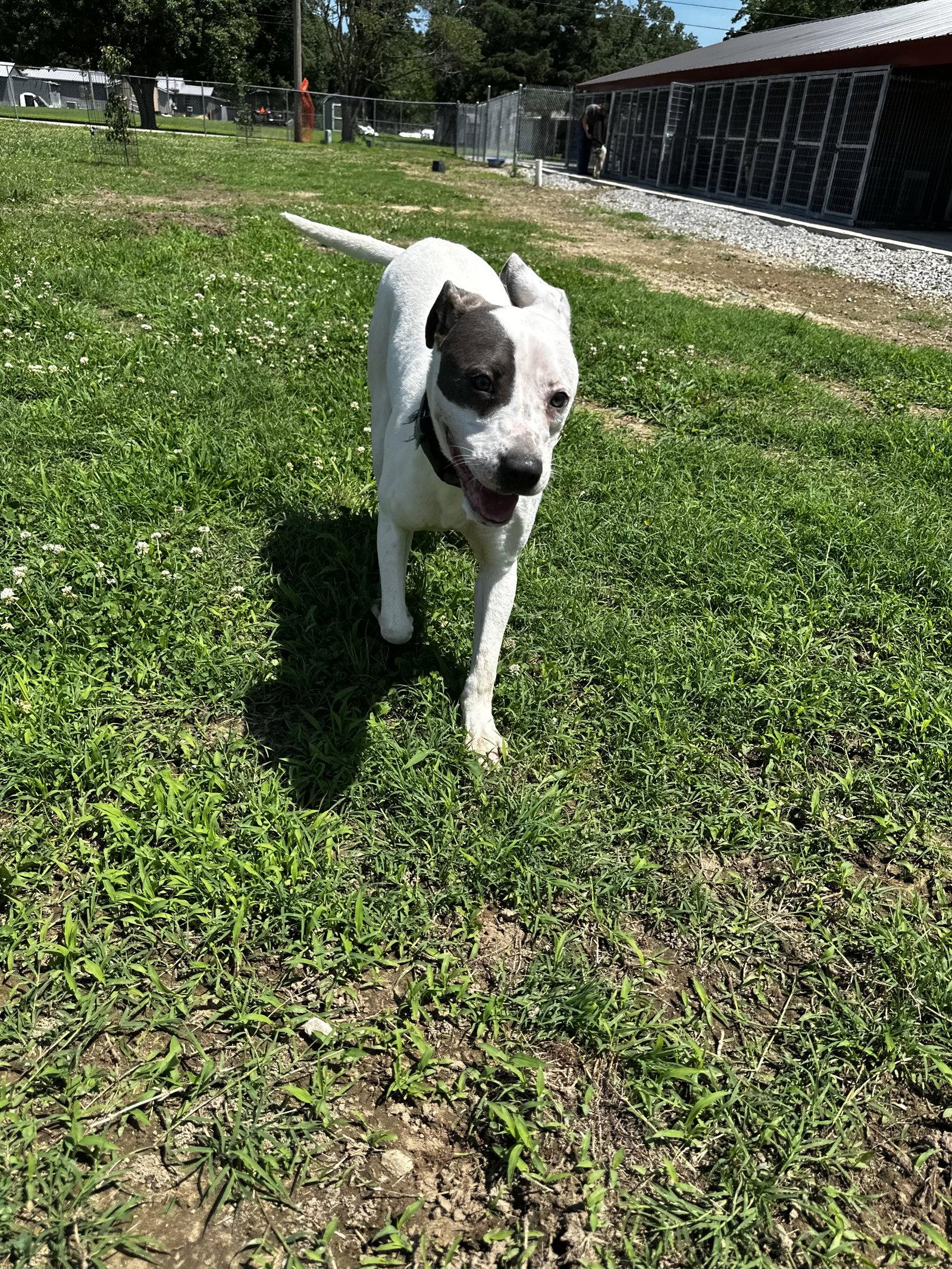 Enlarge Rye, a Adoptable Pit Bull Terrier in Corning, AR image 2/3
