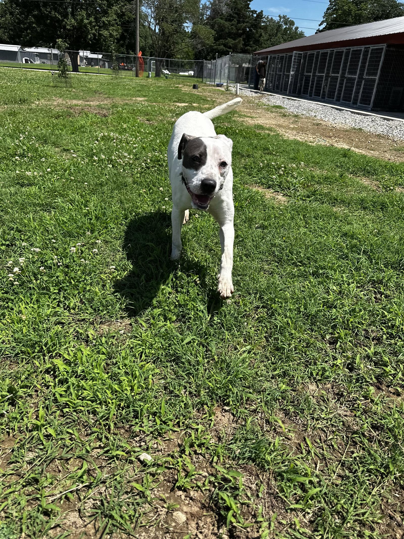 Enlarge Rye, a Adoptable Pit Bull Terrier in Corning, AR image 3/3