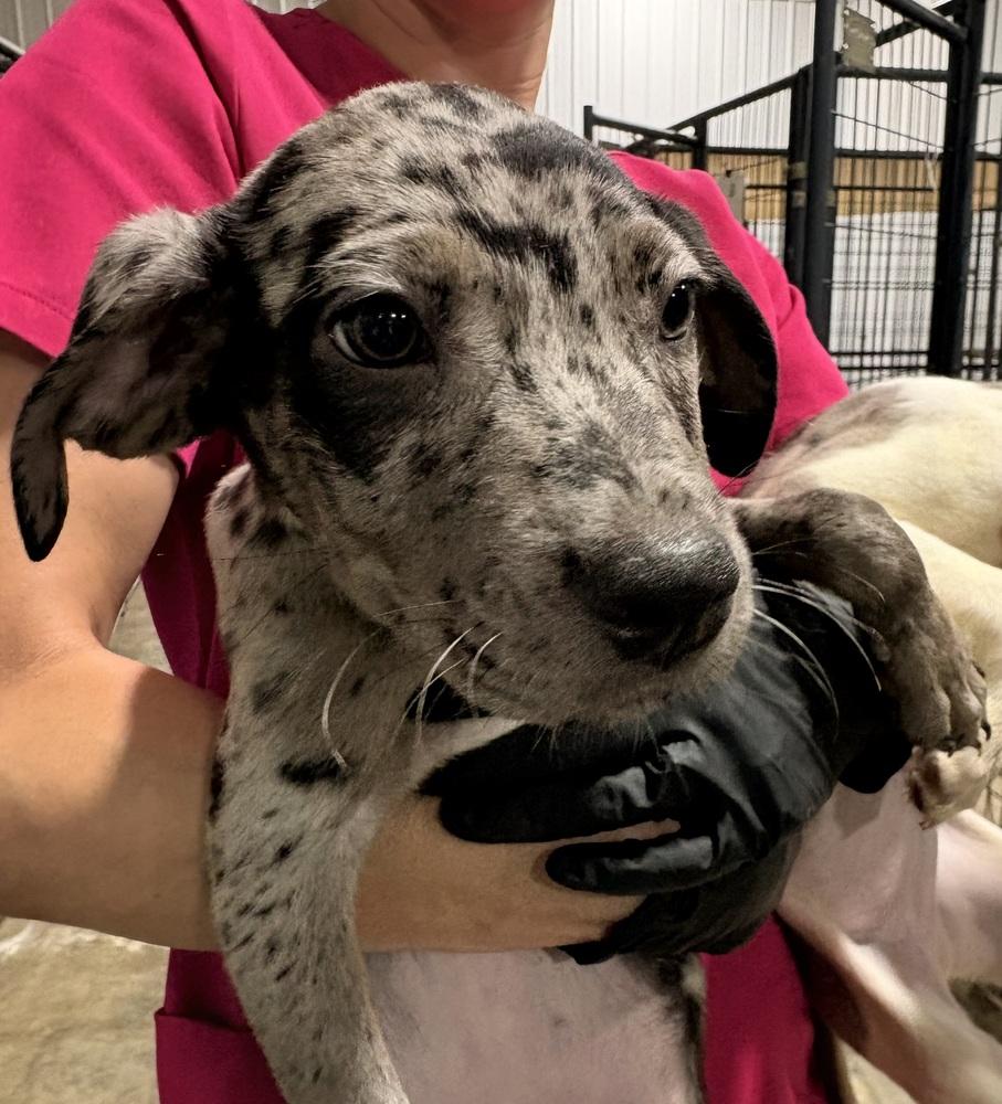 Evangeline, Adoptable, Puppy Female Catahoula Leopard Dog.