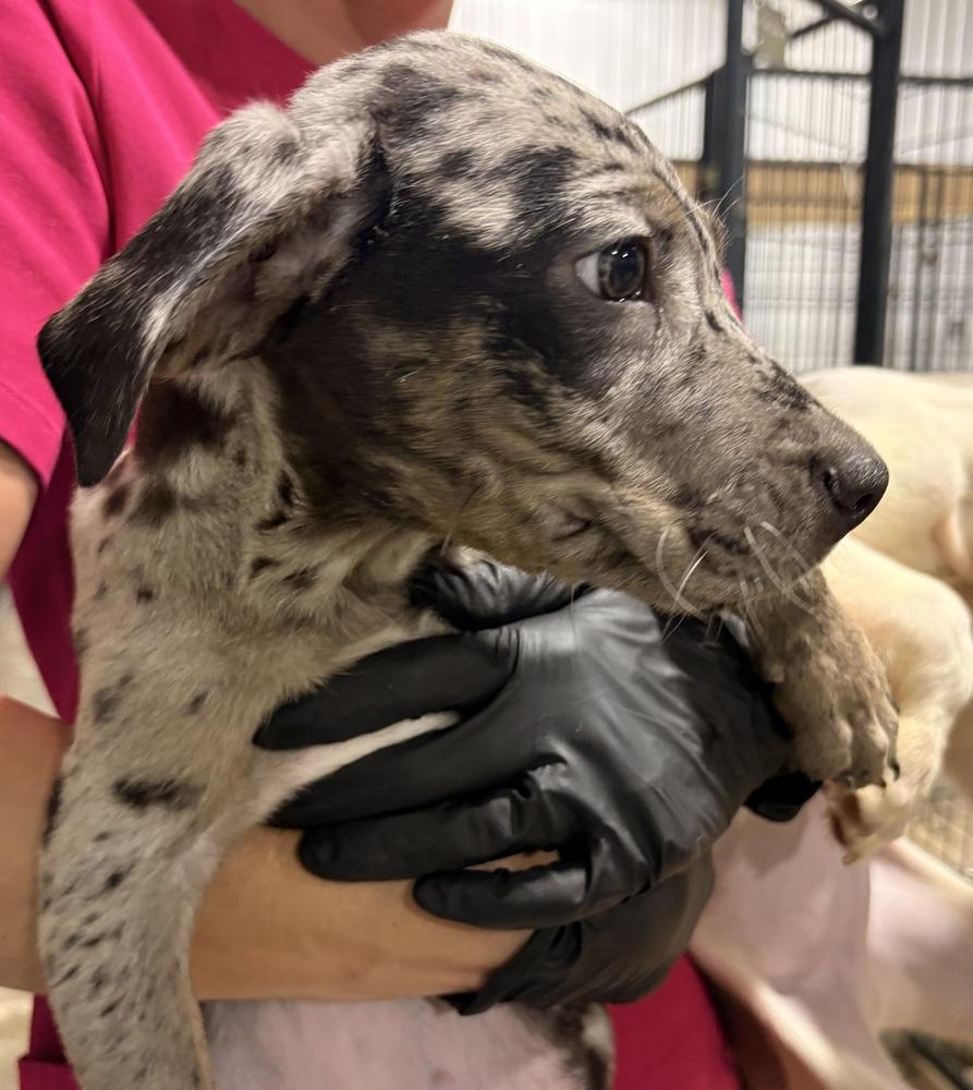 Enlarge Evangeline, a Adoptable mixed breed in Crystal Springs, MS image 2/2