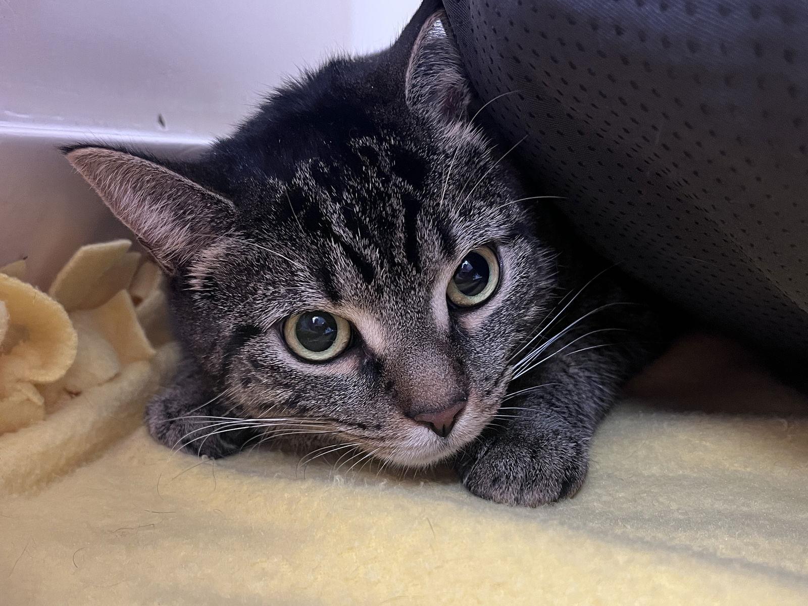 Cookie RM, a Adopted Domestic Short Hair in Rockaway, NJ image 1/2