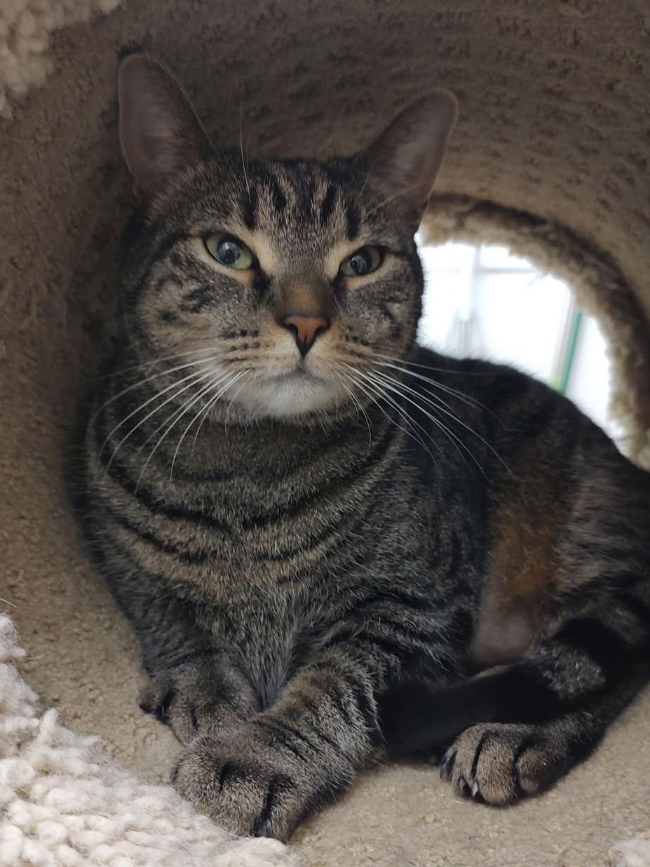 Cookie RM, a Adopted Domestic Short Hair in Rockaway, NJ image 2/2