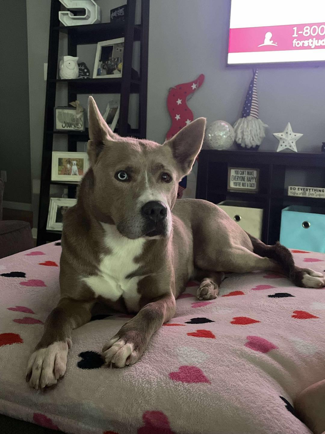 Enlarge Sasha, an adopted mixed breed in Crown Point, IN image 6/6