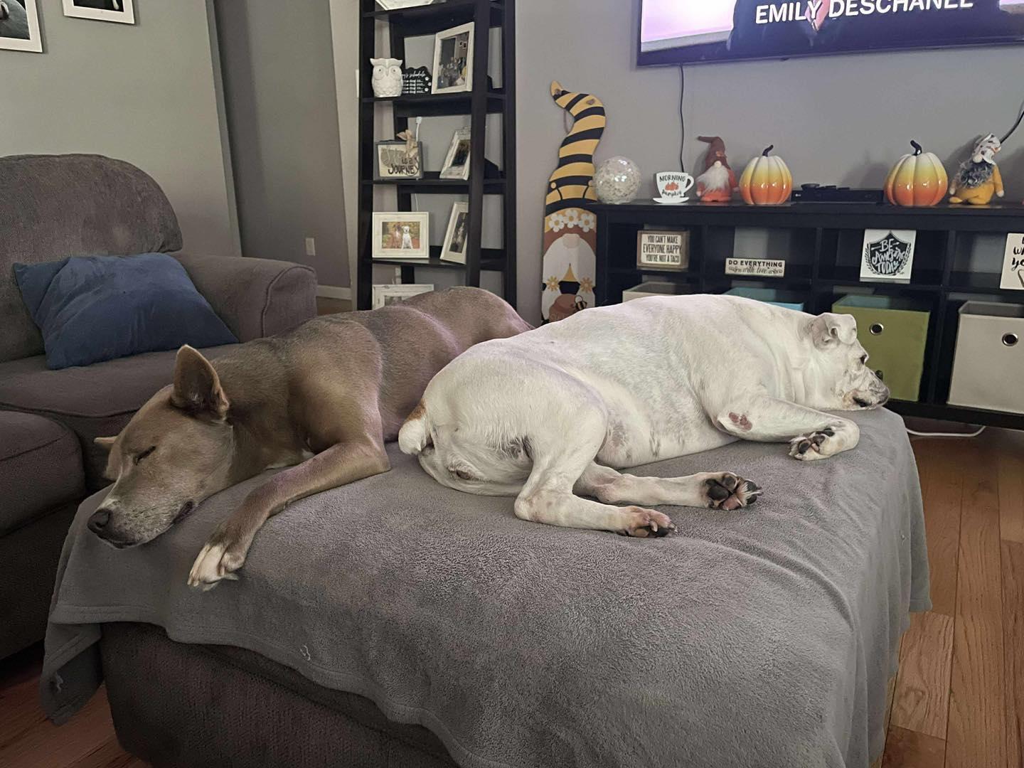 Enlarge Sasha, an adopted mixed breed in Crown Point, IN image 2/6