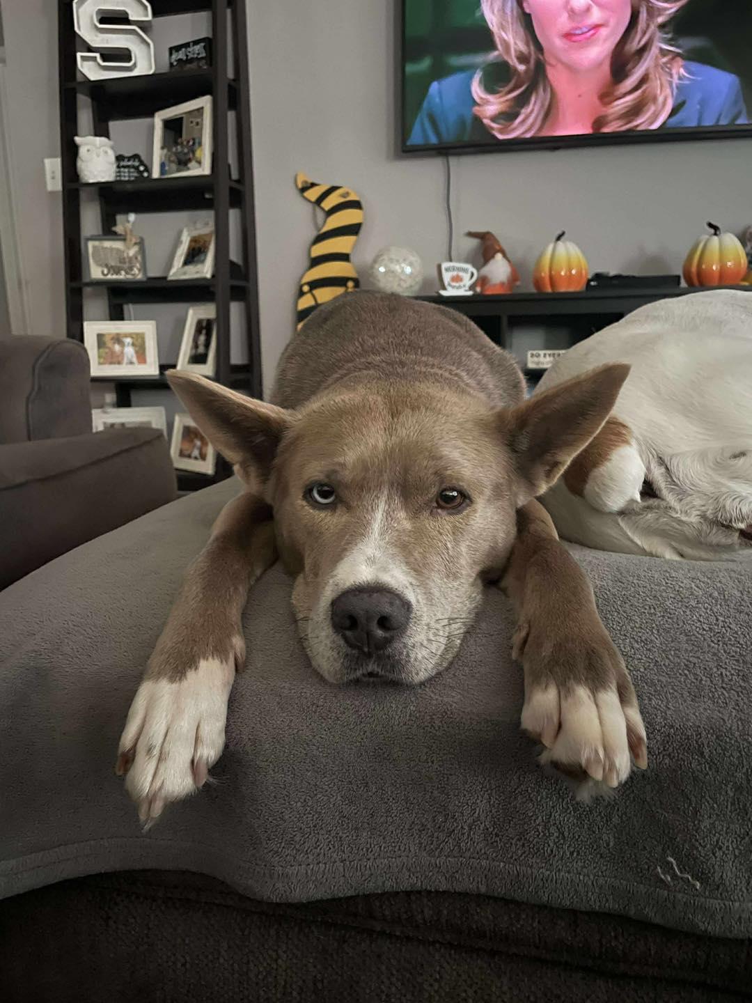 Enlarge Sasha, an adopted mixed breed in Crown Point, IN image 5/6