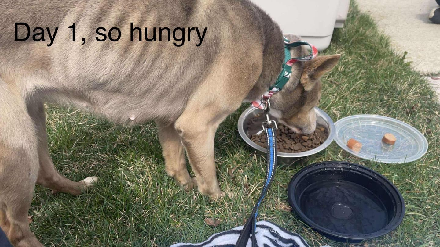 Enlarge Sasha, an adopted mixed breed in Crown Point, IN image 3/6