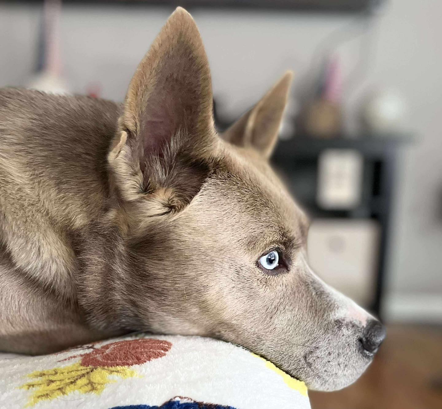 Sasha, adopted, Adult Female Mixed Breed.